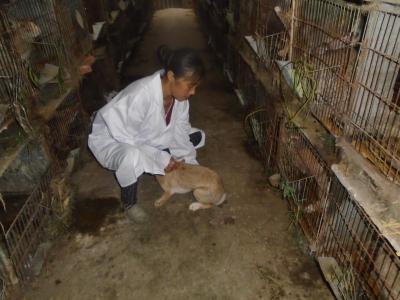 技術(shù)人員查看母兔育種情況