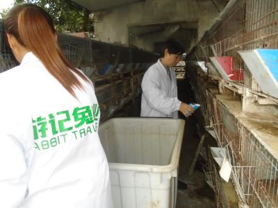技術(shù)人員為商品兔添加食料