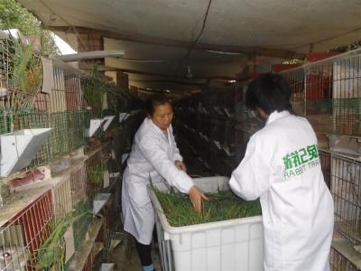 技術(shù)人員為母兔喂養(yǎng)綠色草料