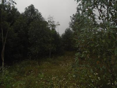 河壩子商品兔二期綠色生態(tài)放養(yǎng)區(qū)規(guī)劃用地